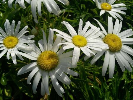 Leucanthemum Silver Princess  3L - image 3