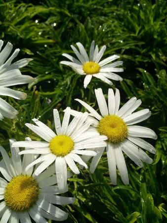 Leucanthemum Silver Princess  3L - image 2