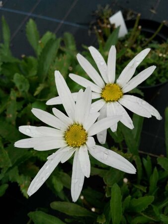 Leucanthemum Silver Princess  3L - image 10