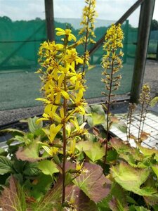 Ligularia stenocephala 'The Rocket' 3L - image 1