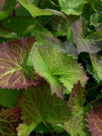 Ligularia stenocephala 'The Rocket' 3L - image 2