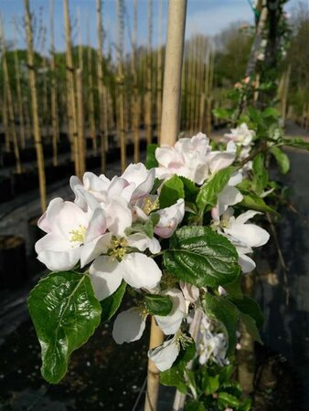 Malus domestica 1m stem 12/14 120L Airpot 2m x 1.5m pleach - image 1