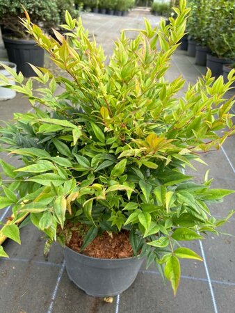 Nandina domestica 'Gulf Stream' 7.5L - image 2