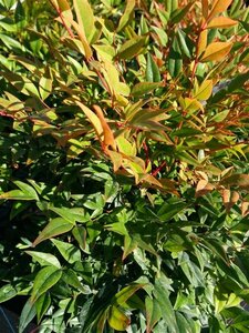 Nandina domestica 'Gulf Stream' 7.5L - image 1