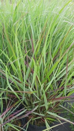 Panicum virgatum 'Warrior' 10L - image 1