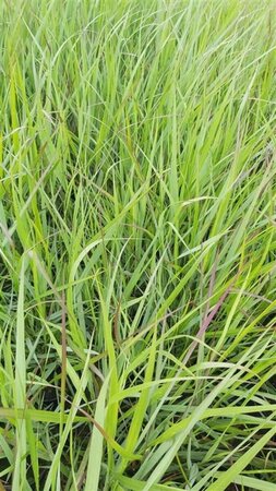 Panicum virgatum 'Warrior' 5L - image 2