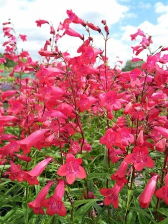 Penstemon 'Garnet' 1L