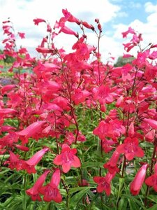 Penstemon 'Garnet' 3L