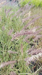 Pennisetum 'Karley Rose' 3L