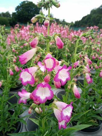 Penstemon Pensham 'Laura' 3L