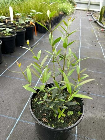 Phillyrea angustifolia 3L