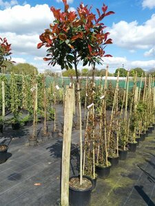 Photinia fraseri 'Red Robin' 3L - image 5