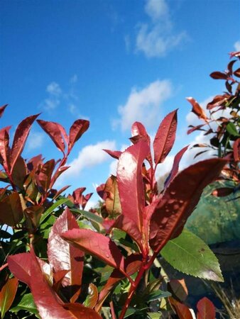 Photinia fraseri 'Red Robin' 3L - image 6