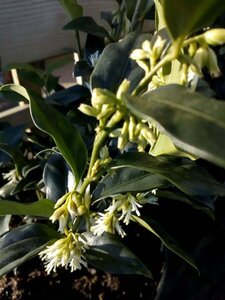 Sarcococca confusa 2L