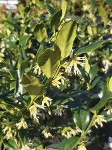 Sarcococca confusa 2L - image 2