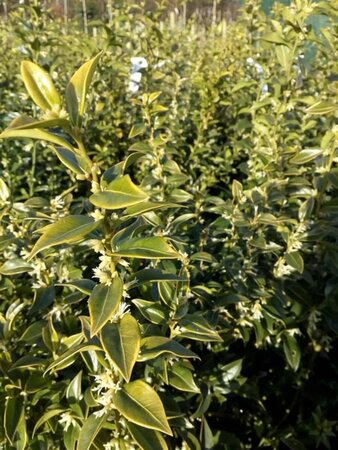 Sarcococca confusa 2L - image 3