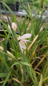 Schizostylis c. 'Alba' 2L