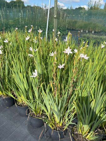 Schizostylis c. 'Alba' 2L - image 3