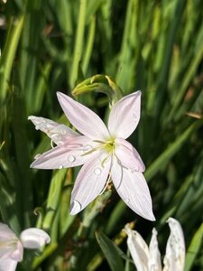 Schizostylis c. 'Alba' 2L - image 4