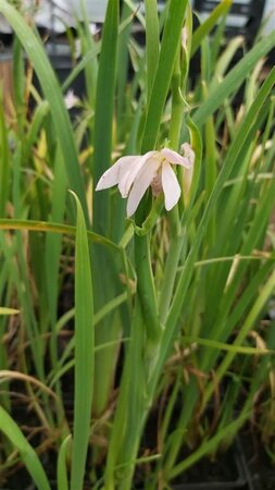 Schizostylis c. 'Alba' 2L - image 2