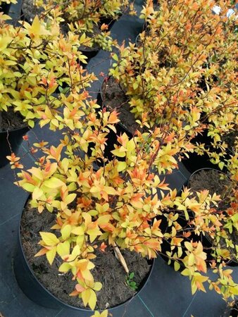 Spiraea japonica Goldflame 3L - image 1