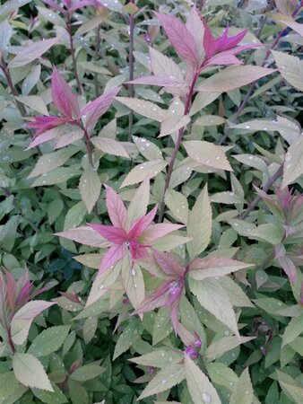 Spiraea japonica Goldflame 3L - image 2