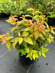 Spiraea japonica Goldflame 3L - image 4