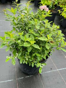 Spiraea japonica Little Princess 3L