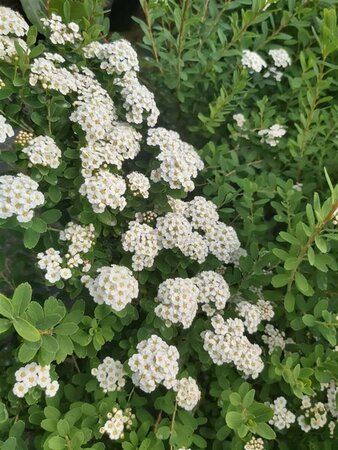 Spiraea nipp. 'Snowmound' 3L - image 1