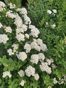 Spiraea nipp. 'Snowmound' 3L