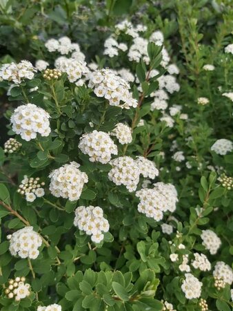 Spiraea nipp. 'Snowmound' 3L - image 2