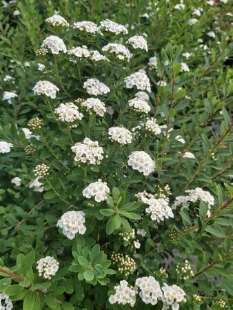 Spiraea nipp. 'Snowmound' 3L - image 3