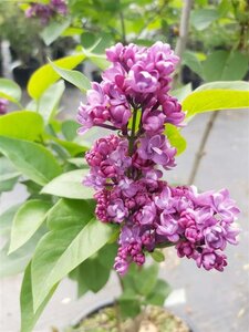 Syringa v. 'Charles Joly' 3L