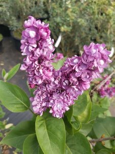 Syringa v. 'Charles Joly' 3L - image 2