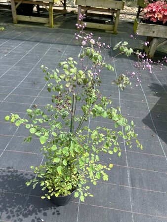 Thalictrum del. 'Hewitt's Double' 2L