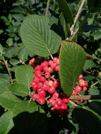 Viburnum lantana 90-100 10L - image 1