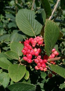 Viburnum lantana 90-100 10L - image 2