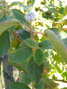 Viburnum lantana 90-100 10L - image 3