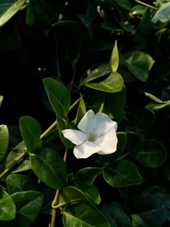 Vinca minor 'Alba' 2L - image 1