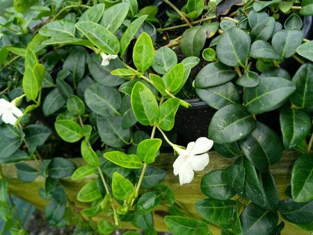 Vinca minor 'Alba' 2L - image 2