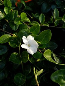 Vinca minor 'Alba' 2L - image 3