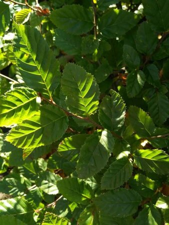 Carpinus betulus 5.5-6M Multi Stem 1000L