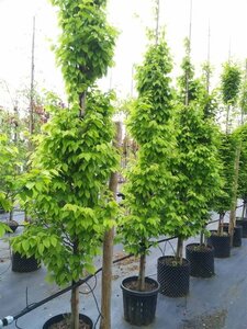 Carpinus bet. 'Frans Fontaine' Extra-Hstd 14/16 Wire RB