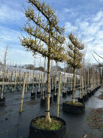 Cornus officinalis 'Robin's Pride' 1.8M stem 25/30 300L 1.5m x 1.5m Pleach - image 1