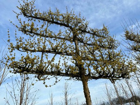 Cornus officinalis 'Robin's Pride' 1.8M stem 25/30 300L 1.5m x 1.5m Pleach - image 2