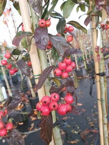 Crataegus lavallei* select std 10/12 38L Airpot