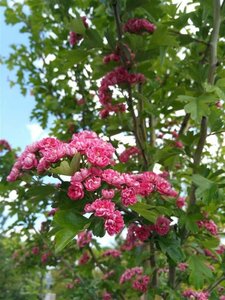 Crataegus media 'Paul's Scarlet' select std 10/12 80L Airpot