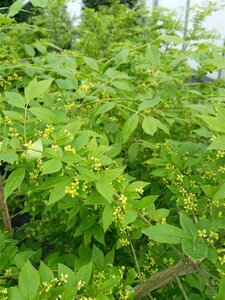 Euonymus alatus 90cm ball Root Ball - image 2