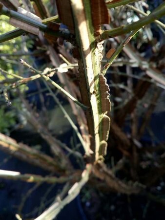 Euonymus alatus 90cm ball Root Ball - image 4