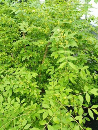 Euonymus alatus 90cm ball Root Ball - image 1